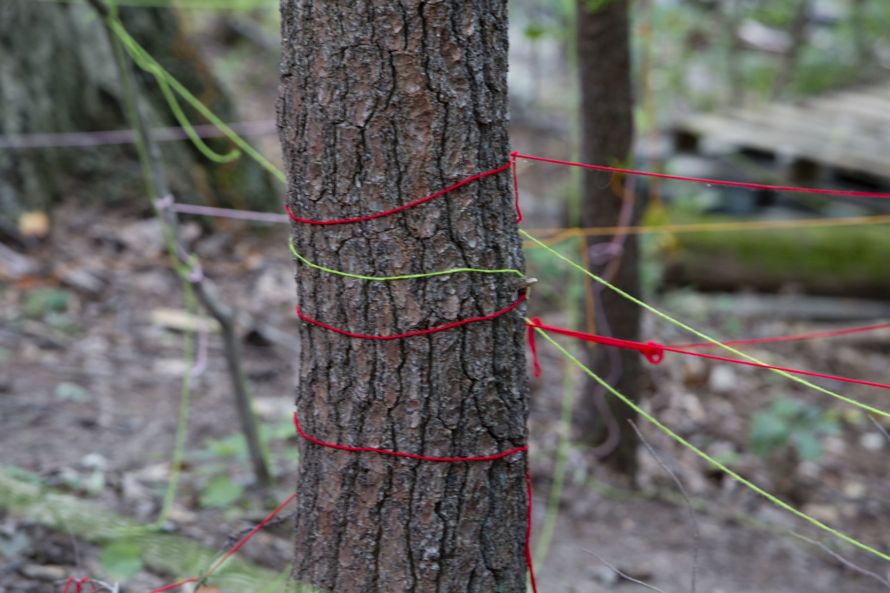 One-year anniversary of tree-sit